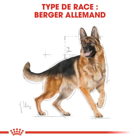 Royal Canin dog Special German Shepherd Adult 11kg (delay 3 to 5 days