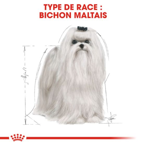 Royal Canin dog Spécial Bichon Maltais 500gr