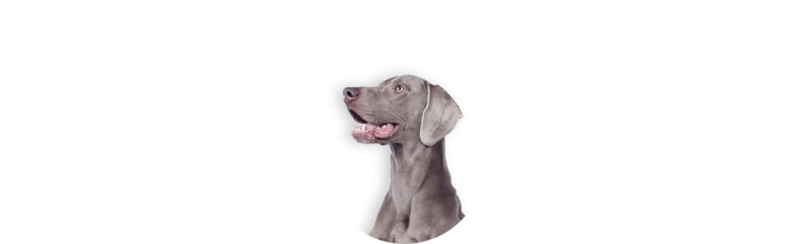 Dog food and accessories premium.